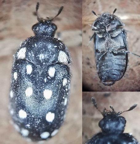 Attagenus punctatus